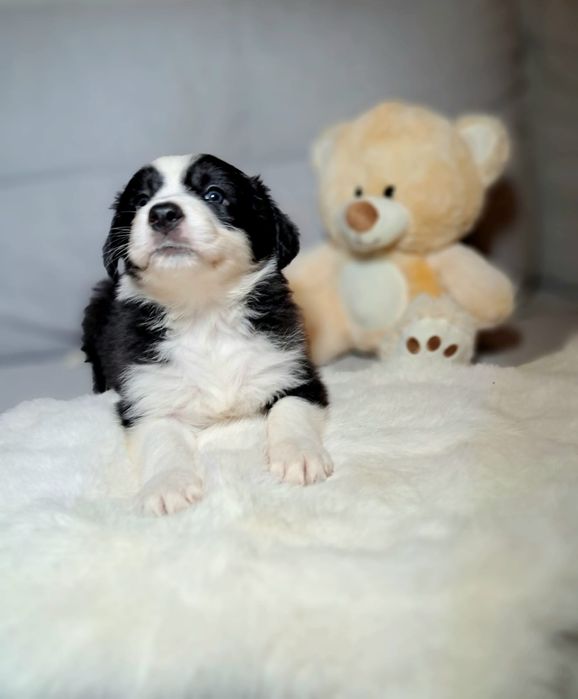 Śliczna cuczka Border Collie.ELZA