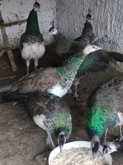 Sprzedam pawie niebieski