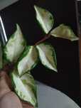 Hoya carnosa tricolor hoja roślina doniczkowa rozowa lodyga kolekcjone