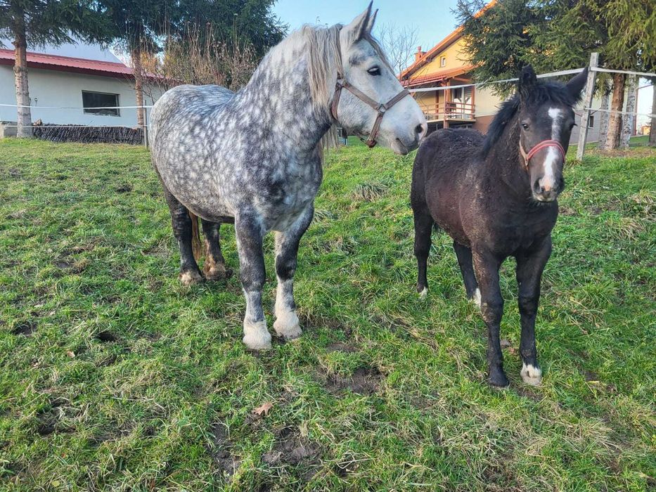 Klacz zimnokrwista (pkz) z źrebicą