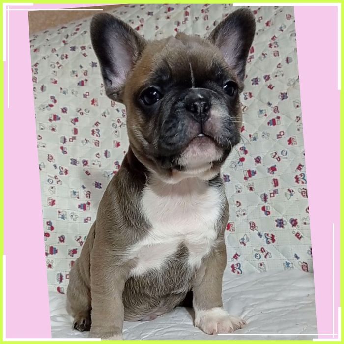 Дружелюбні французики