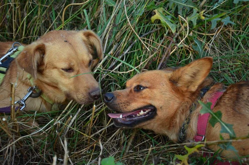 Rafi mały przerażony rudy piesek błaga o szansę ADOPCJA