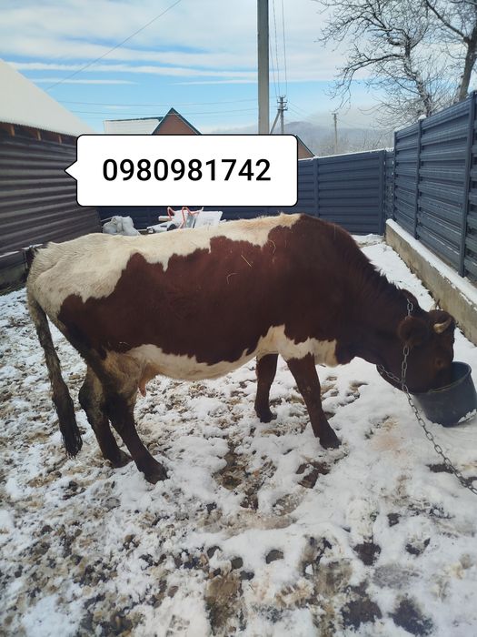 Продам молоду корову красулька
