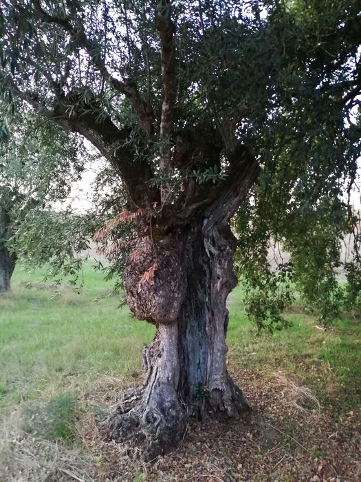 Compro e vendo todo tipo de oliveiras e outras arvores para transplar