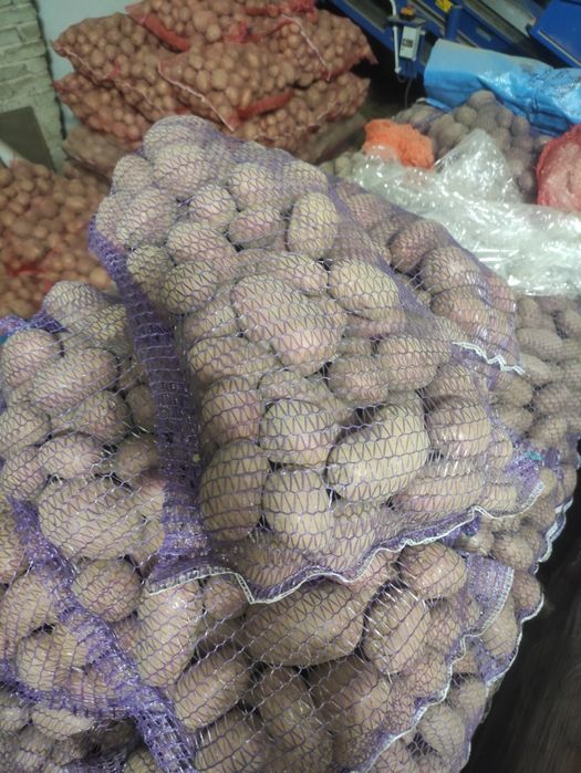 Ziemniaki Czerwone Janki, Ricardo, Monte Carlo, Rudolph