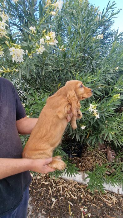 Cocker Spaniel Inglês Dourado Macho