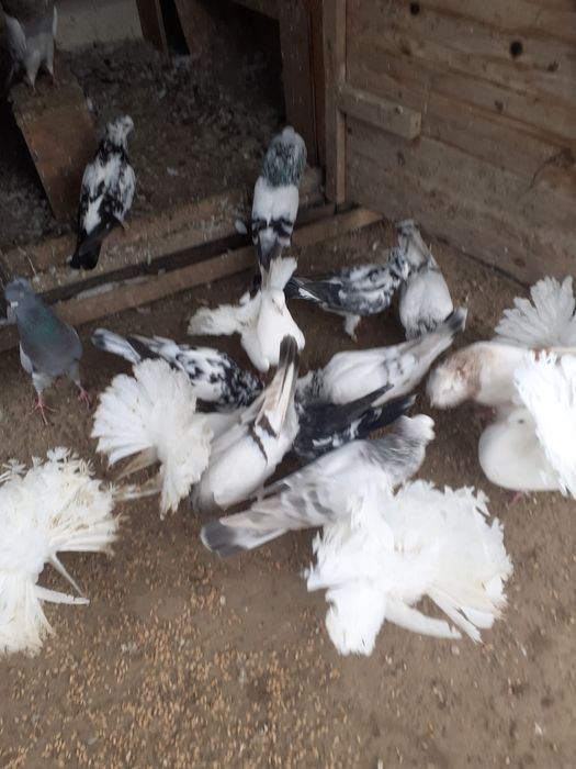 Sprzedam pawiki białe