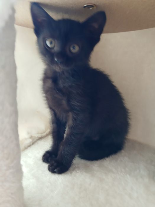 Gatinha para adopção