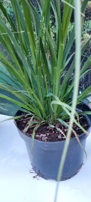 Кортадерія Рожева ( пампасна трава ) Контейнер 3л.