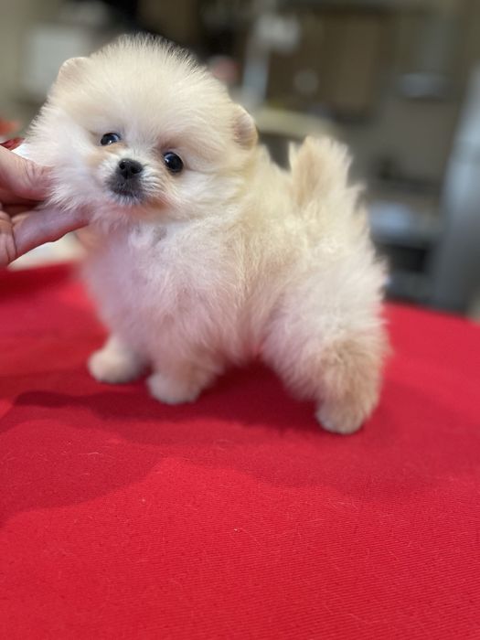 Хлопчик Померанского Шпіца міні, КСУ!