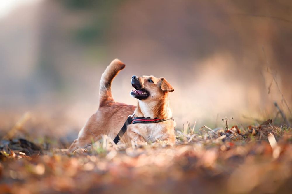 MIA młoda przyjacielska sunia