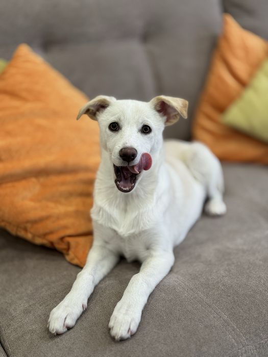 Цуценя 4 міс шукає родину