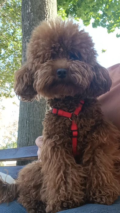 Той пудель міні хлопчик, ред браун,  в'язка