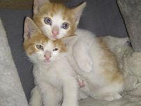 Kotek do adopcji