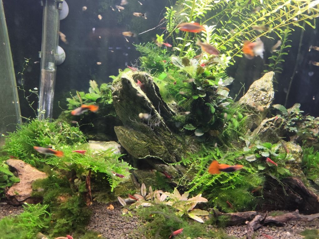 Guppy koy tuxedo