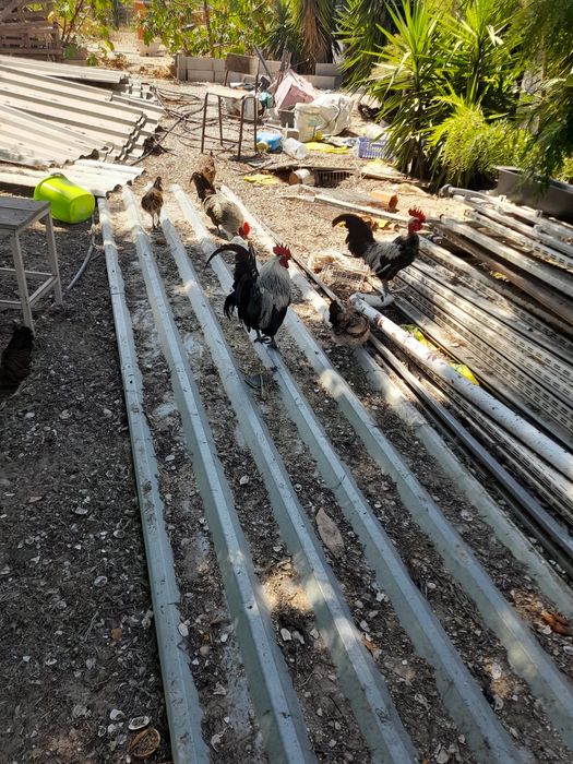 Galos vendo ou troco