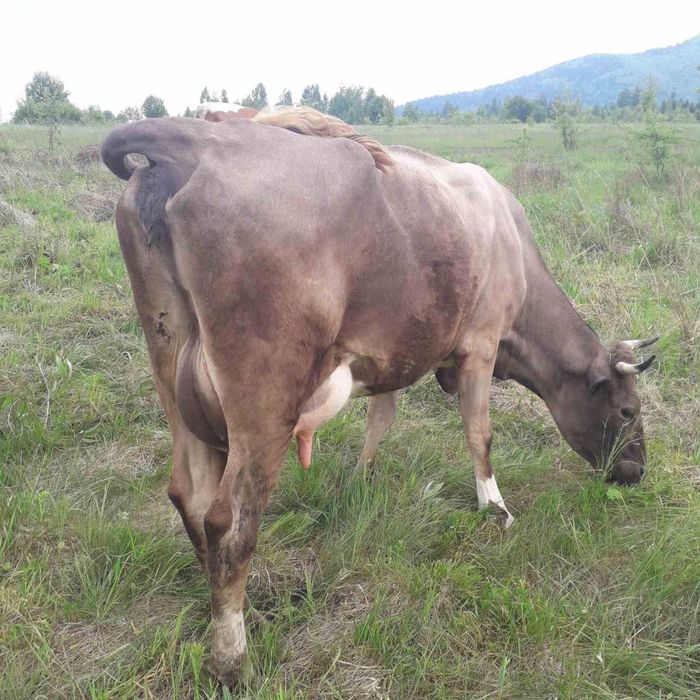 Продаю молоді корови і телички