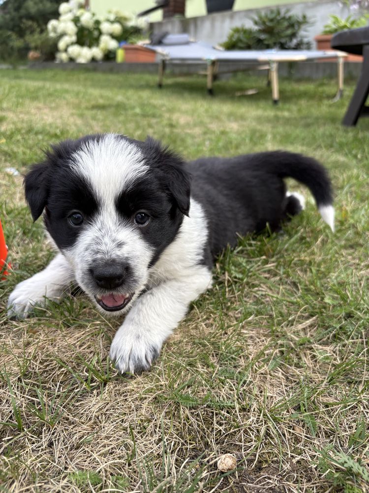 Border Collie czarno-biała suczka