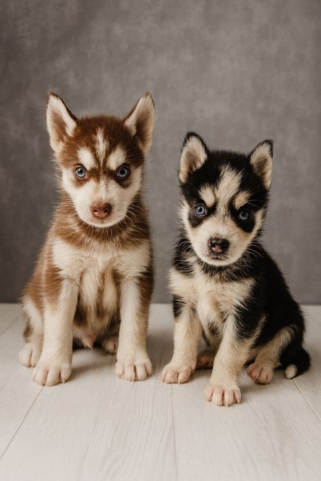 Syberian Husky do rezerwacji