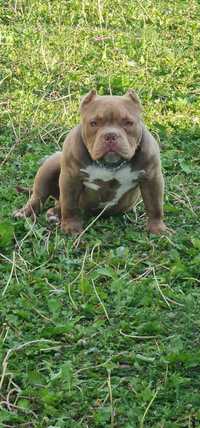 American Bully Pocket ABKC urodzony 26.11.2023