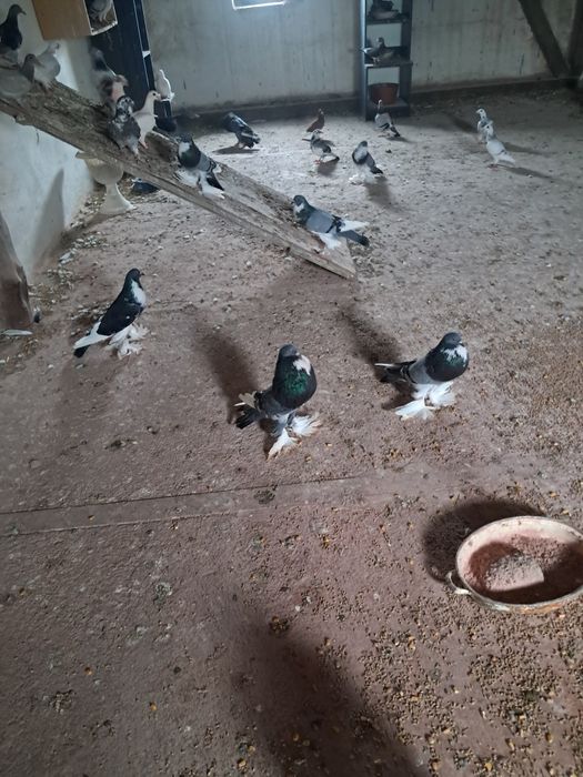 Gołebie Garłacze Pomorskie