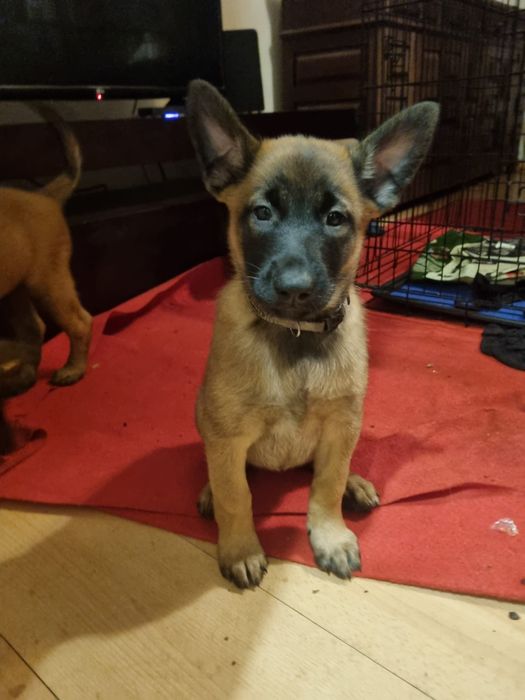 Pastor Belga Malinois