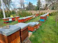 rodziny, odkłady pszczele na ramce wielkopolskiej