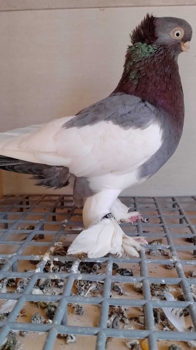 Sroczka Polska niebieska