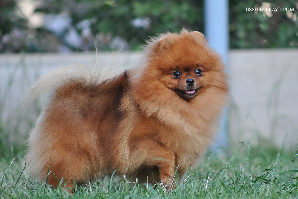 Чудова дама від Prayd Poma