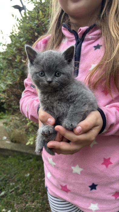 Кошенята в добрі руки