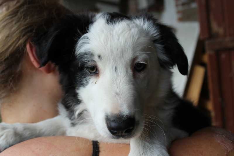 Border Collie - sliczny piesek