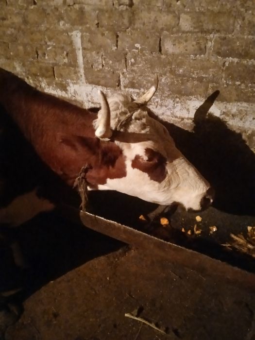 Продам тільну корову!