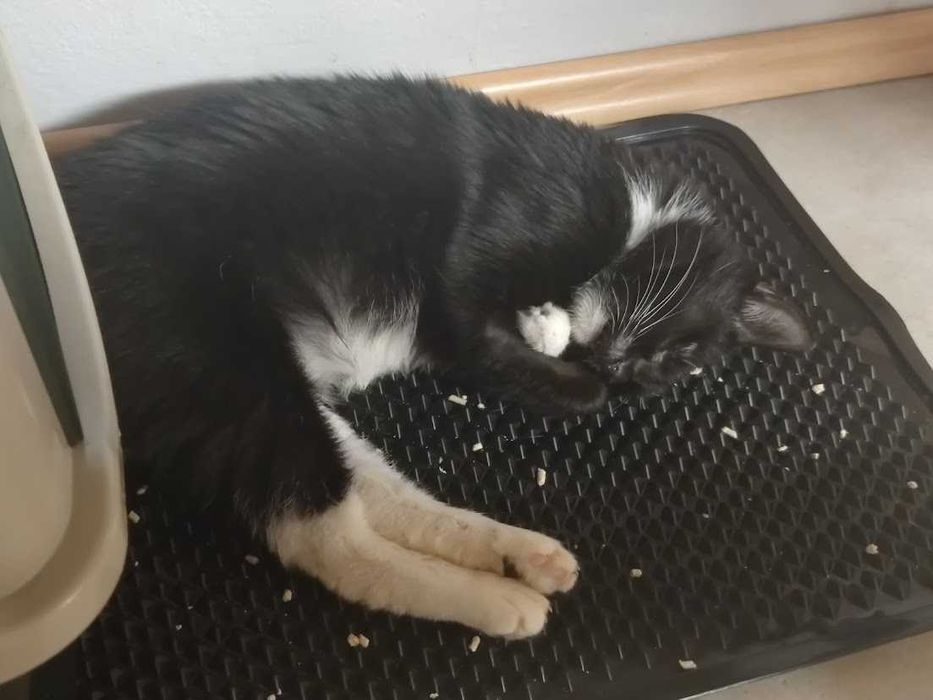 BENIA  - wojowniczka po przejściach szuka domku na zawsze!