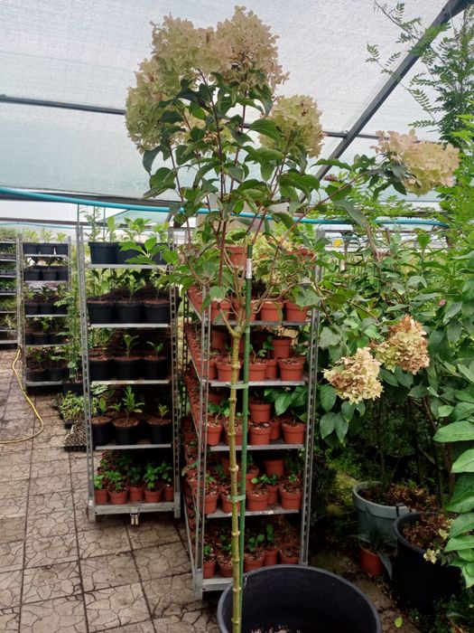 Гортензія метельчаста на штамбі в контейнері , 7 сортів в наявності