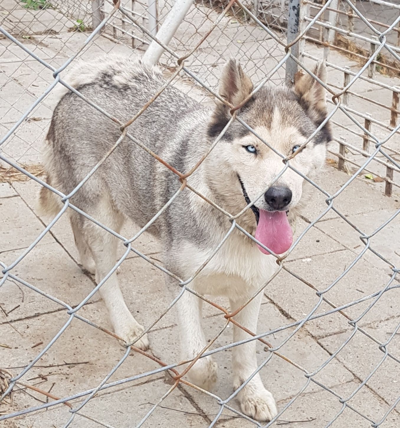 Suczka Husky znaleziono