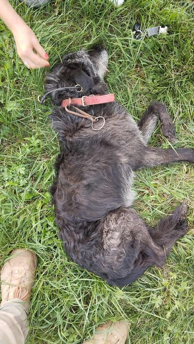 Uratowany od śmieci …Zefirek ,prosi o dom.