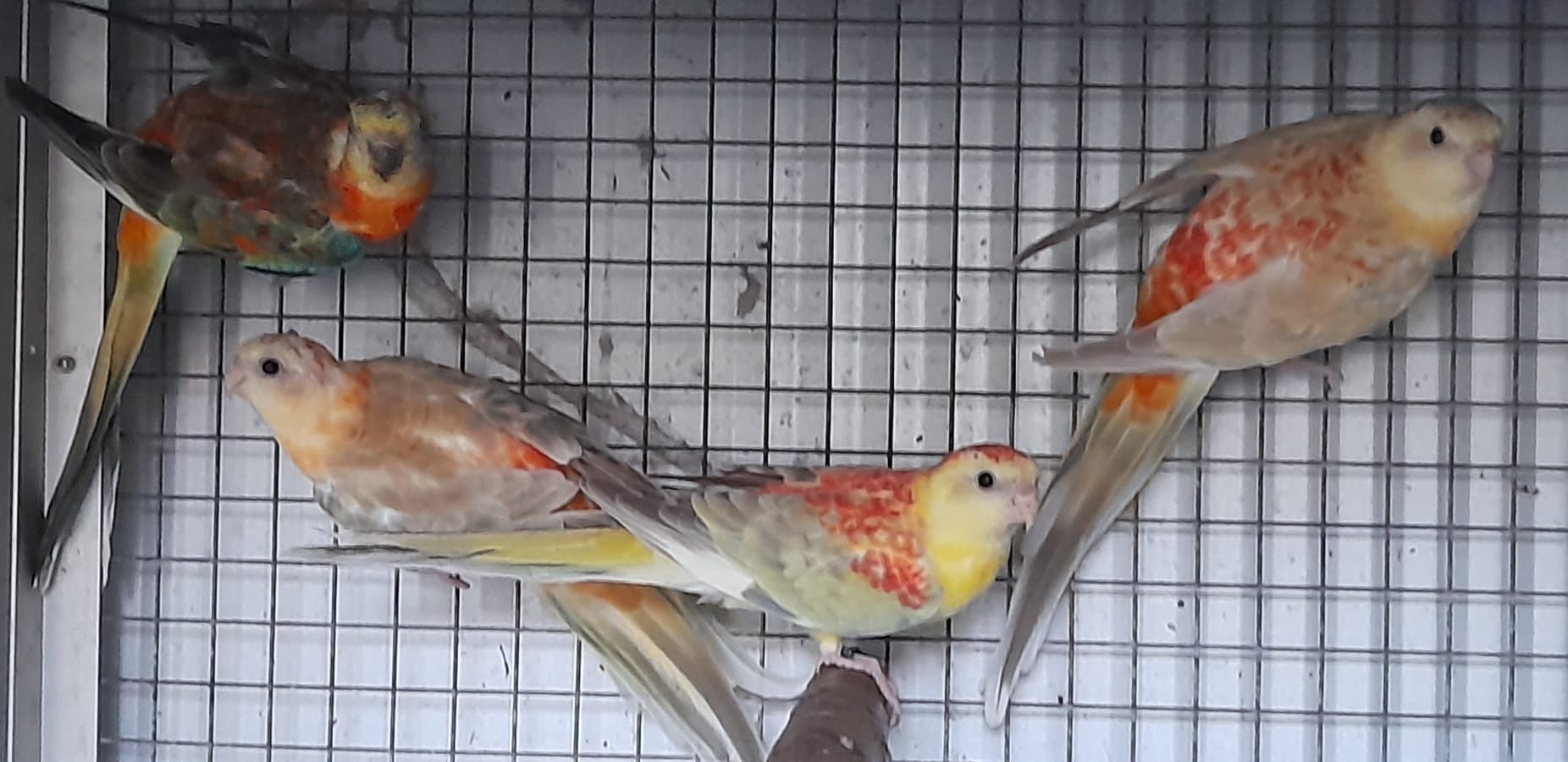 Red rumped  2025