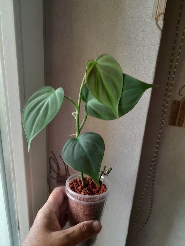 Philodendron compopartanum