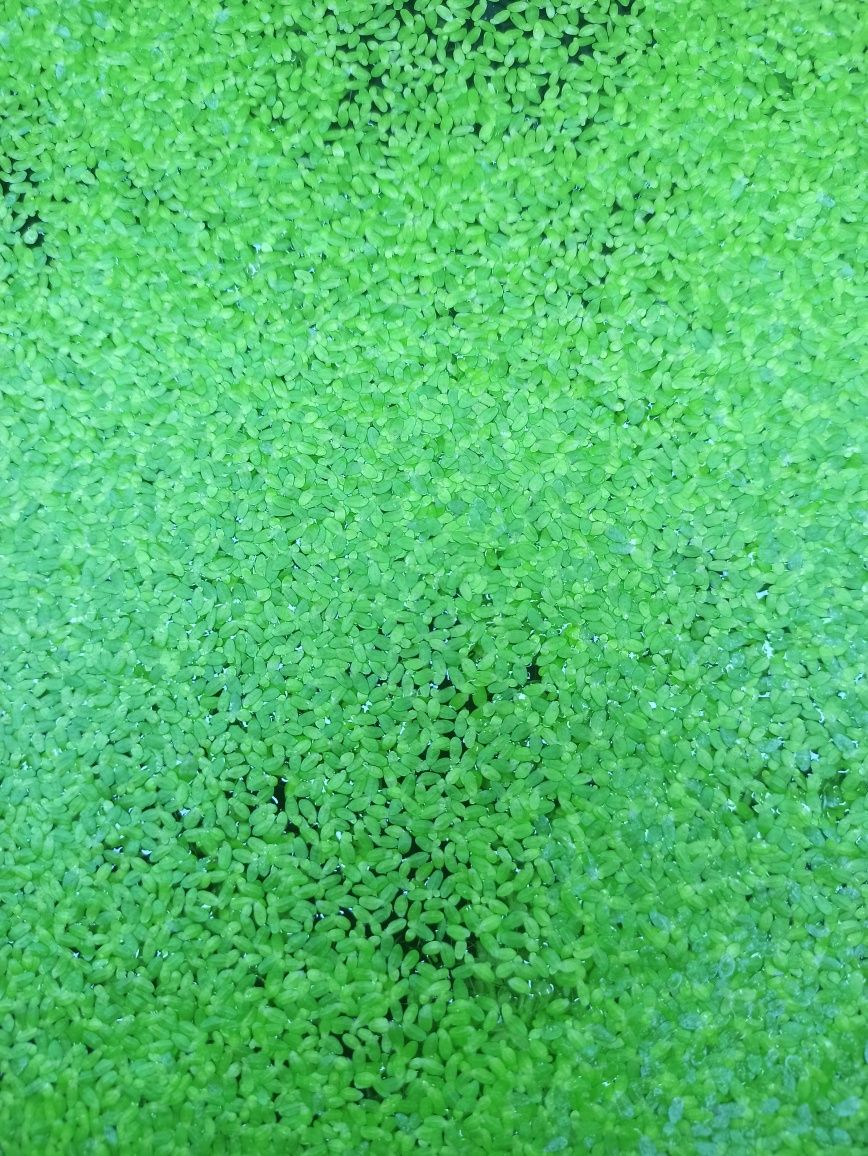 Oddam rzęsę wodną