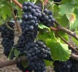 Саджанці сортів винограду для виготовлення вина