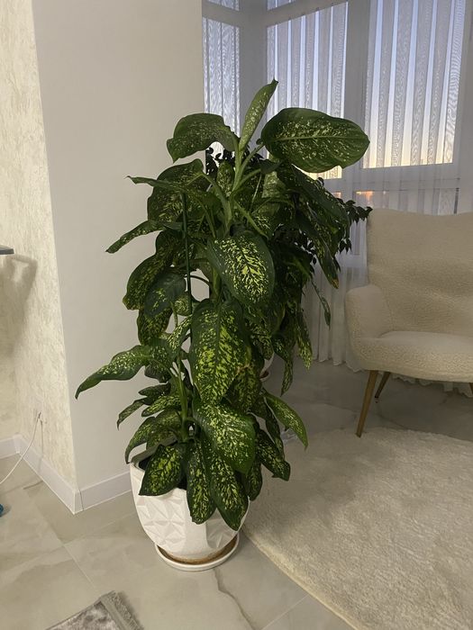 Дифенбафія (вазон)