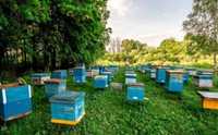 Бджолопакети Карпатської 2024 р
