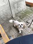 Piesek Shih tzu roczny chłopiec