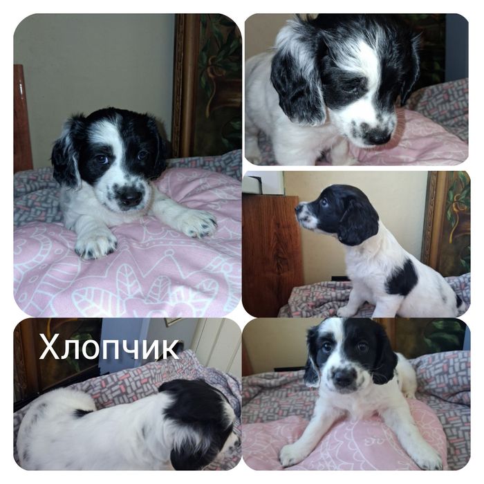 Англійські кокер-спаніелі  Ужгород