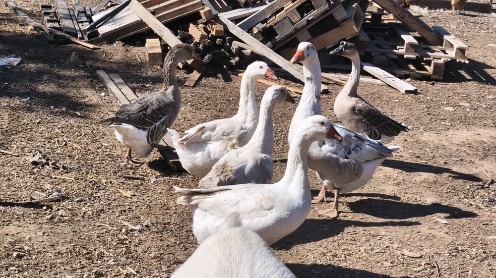 Casais de gansos