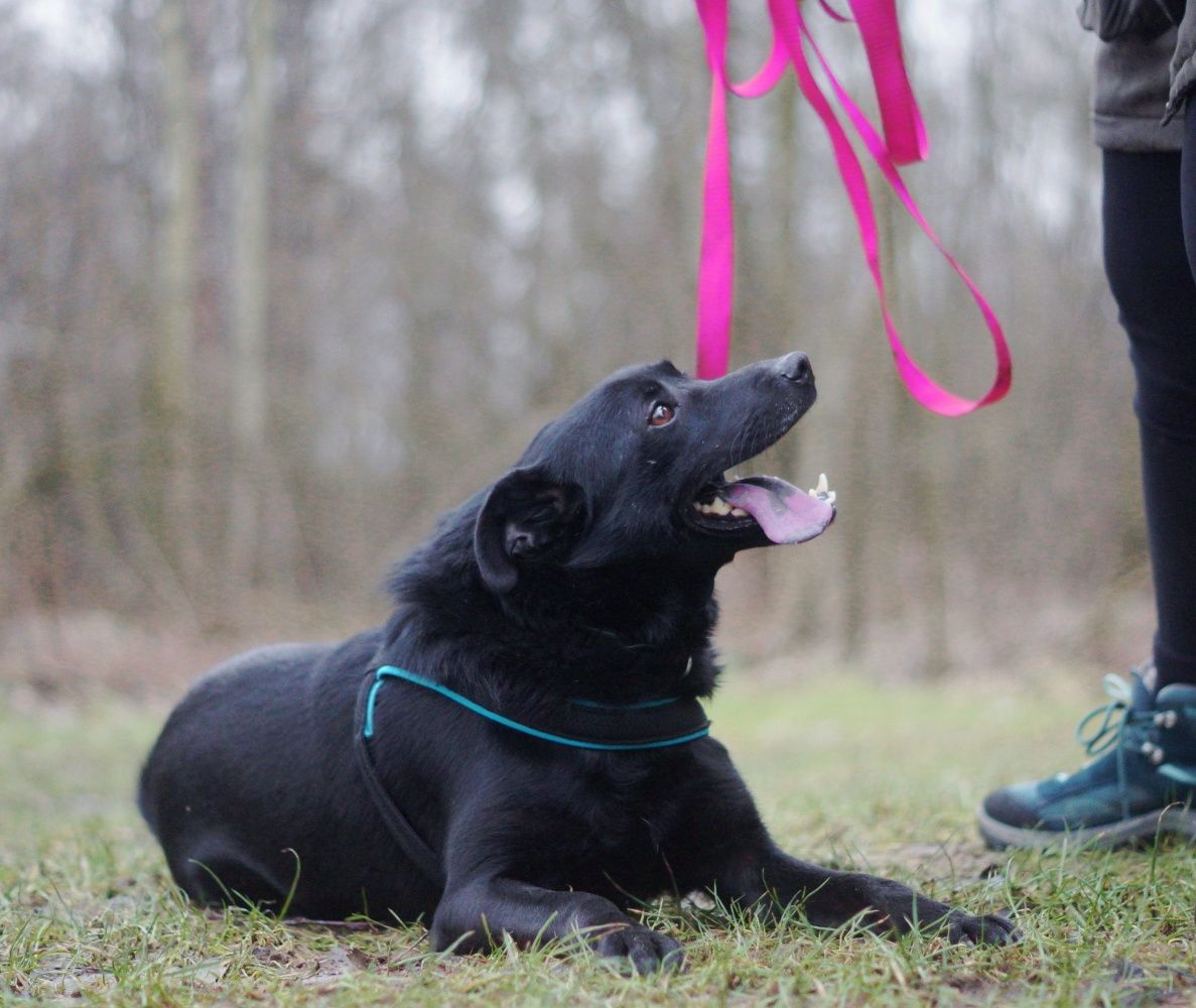 Cudowny, młodziutki Elvisek poleca się do adopcji