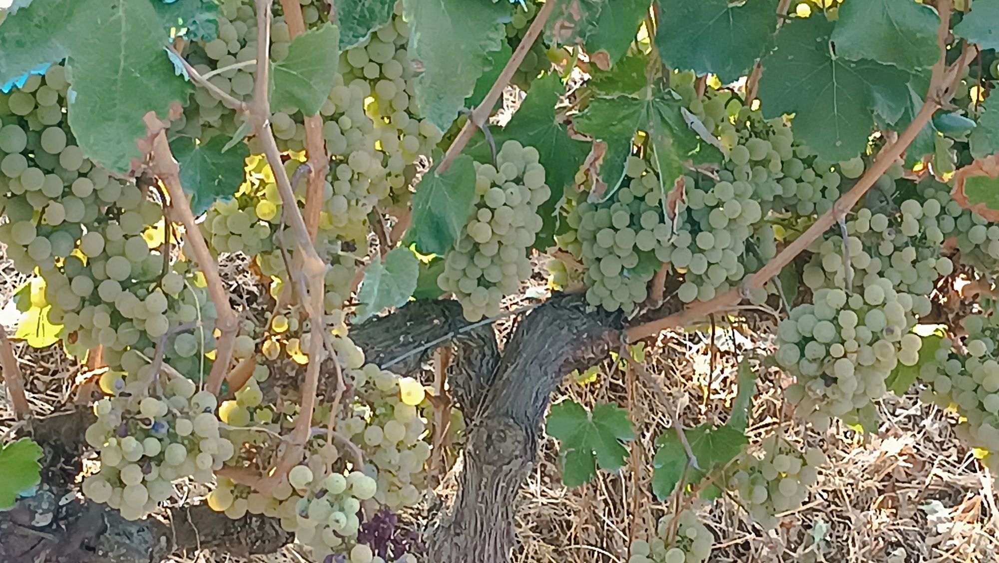Vendo uvas para vinho