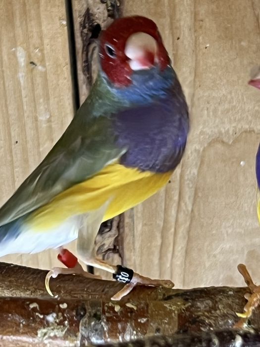 Amadyna wspaniała - samiec 2025 r