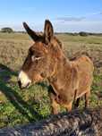 Vendo burro castrado.