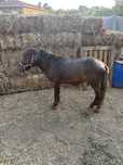 Vendo ponei macho